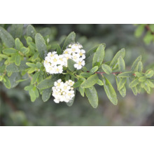 Blomställning av spirea med blad