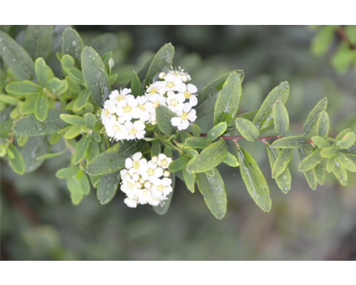 Blomställning av spirea med blad