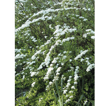 Brudspirea med vita blommor