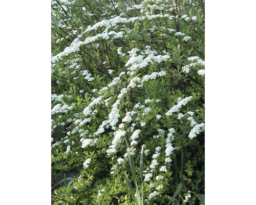 Brudspirea med vita blommor