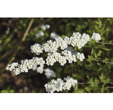 Blomställning av en Spiraea häck med vita blommor