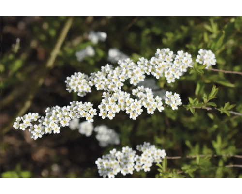 Blomställning av en Spiraea häck med vita blommor