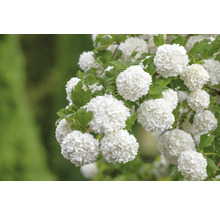 Snöbollsblomställning med blad