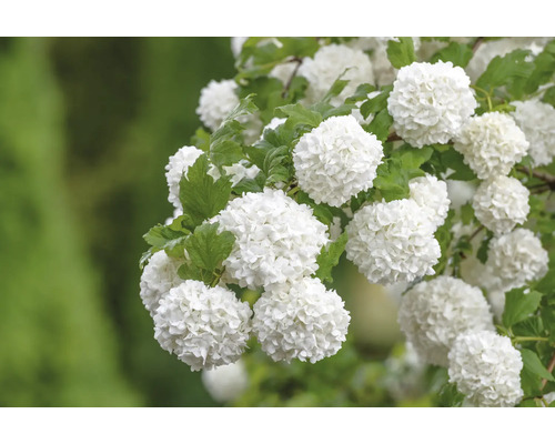 Snöbollsblomställning med blad