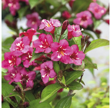 Blommande Weigela i detalj