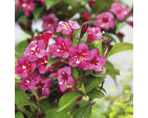 Blommande Weigela i detalj