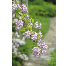 Blommande gren av Deutzia med fina blommor i trädgården