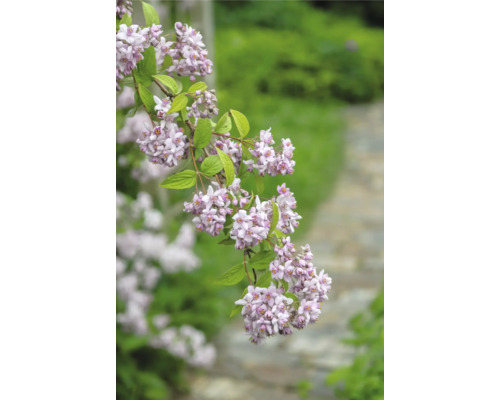 Blommande gren av Deutzia med fina blommor i trädgården