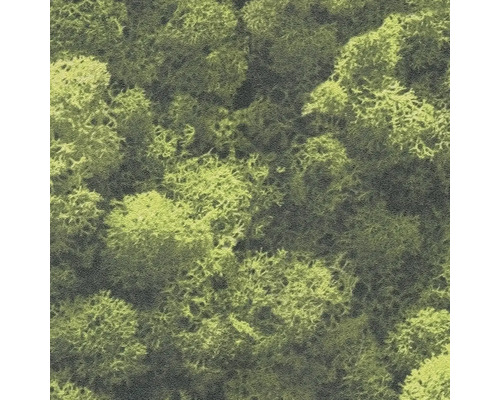 Närbild av islandsmossa