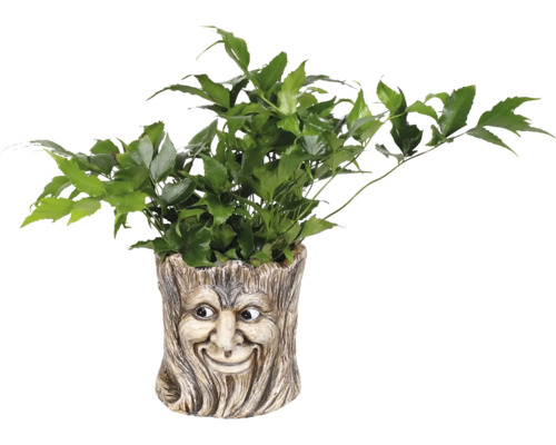 Grön växt i en blomkruka med ett ansikte