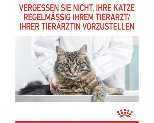 En tigrerad katt hos veterinären