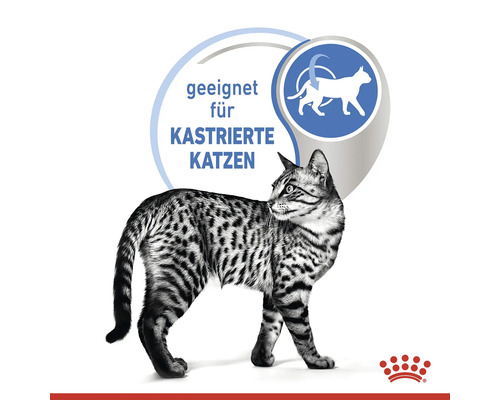 Katt lämplig för kastrerade katter