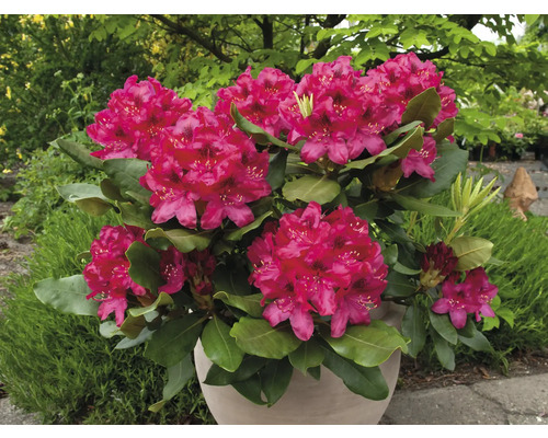 Rhododendron i kruka med rosa blommor och gröna blad.