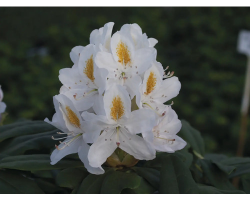 Blomställning av en vit rhododendronväxt