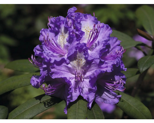 Närbild av en violett rhododendronblomma med gröna blad.