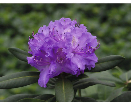 Närbild av en lila rhododendronblomma med gröna blad