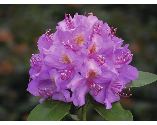 Närbild av en Rhododendronblomma