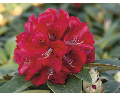 Närbild av en röd rhododendronblomma