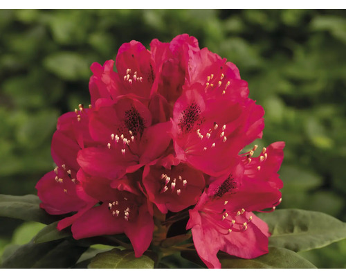 Blomställning av Rhododendronväxten i detalj