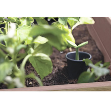 Ung planta i en kruka i en planteringslåda