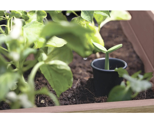 Ung planta i en kruka i en planteringslåda