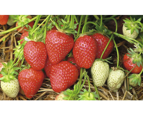 Ekologisk jordgubbe FLORASELF FLORALIE & FLO 'Malwina' krukstorlek Ø9cm