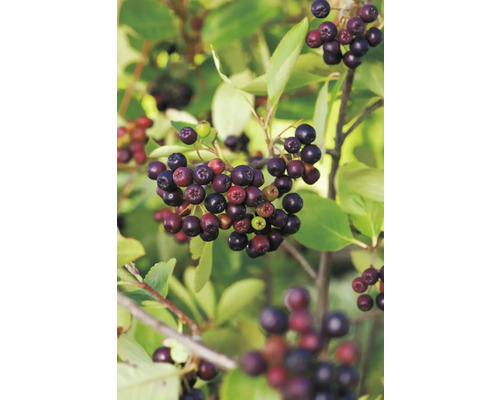 Ekologisk Aronia FLORASELF Bio Aronia 'Viking' Co 3L vildfrukt