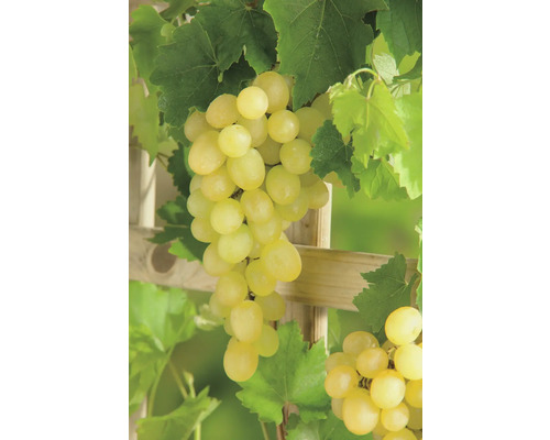 Ekologisk vinranka FLORASELF Bio Vitis vinifera 'Palatina' ca 90cm Co 3L kärnfattig