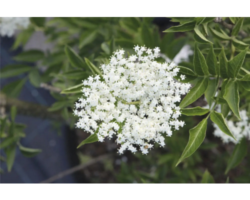 Blomställning av fläderbuske med vita blommor