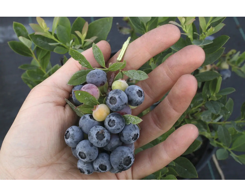 Ekologiskt dvärgblåbar FLORASELF Bio Vaccinium corymbosum 'Little Blue Wonder'® Co 3L