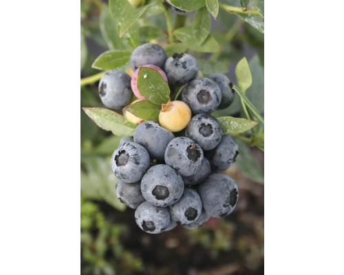 Ekologiskt vintergrönt blåbär FLORASELF Bio Vaccinium corymbosum 'Sunshine Blue' Co 3L Närbild av mogna blåbär på busken