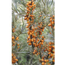 Ekologiskt havtorn FLORASELF Bio Hippophae rhamnoides 'Tytti' (honplanta) Co 3L