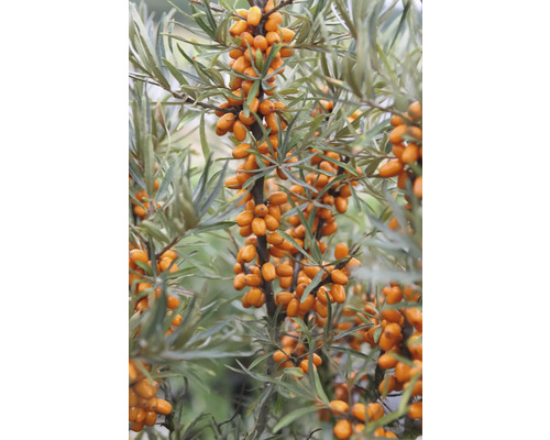 Ekologiskt havtorn FLORASELF Bio Hippophae rhamnoides 'Tytti' (honplanta) Co 3L Havtornsgren med mogna frukter