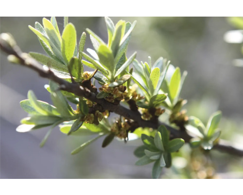 Ekologiskt havtorn FLORASELF Bio Hippophae rhamnoides 'Tamro' (hanplanta) Co 3L fruktlös sort