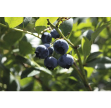 Närbild av mogna blåbär på busken