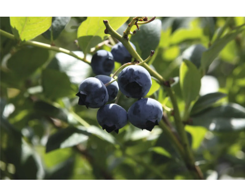 Närbild av mogna blåbär på busken