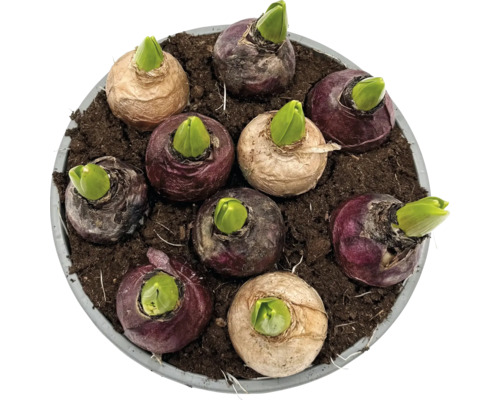 Hyacintlökar i jord i en kruka, redo att växa