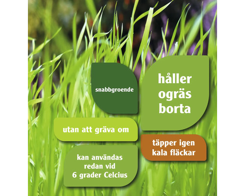 Information om snabbgroende gräs som håller ogräs borta, inte kräver omgrävning och fyller kala fläckar, kan användas redan vid 6 grader Celsius.