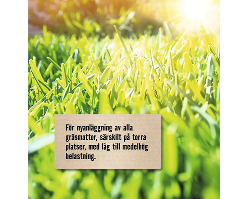 Gräsmatta för nyanläggning, särskilt på torra platser, med låg till medelhög belastning