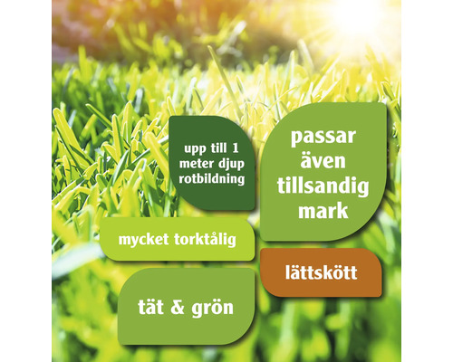 Information om gräs: upp till 1 meter djup rotbildning, lämplig även för sandjord, mycket torktålig, tät och grön, lättskött