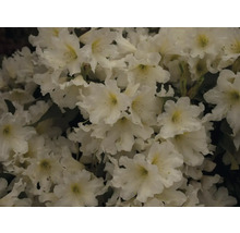Rhododendron doftande Co 5L tillfälligt sortiment