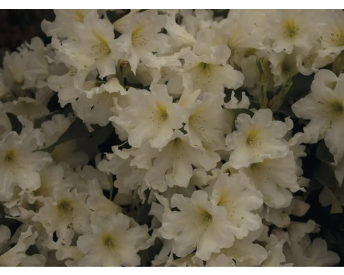 Närbild av vita rhododendronblommor