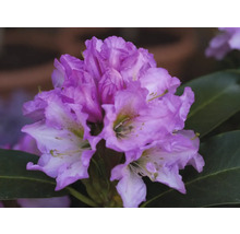 Rhododendron doftande Co 5L tillfälligt sortiment