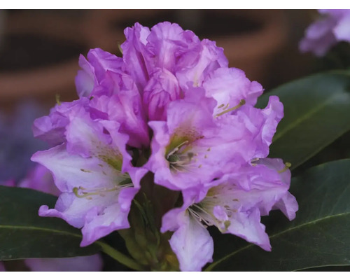 Rhododendron & azalea