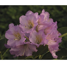 Rhododendron doftande Co 5L tillfälligt sortiment