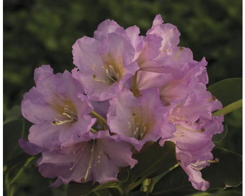 Närbild av en blomställning av Rhododendron-växten
