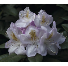 Närbild av rhododendronblommor