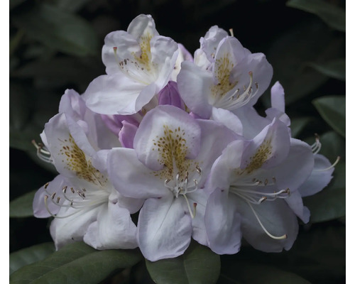 Närbild av rhododendronblommor