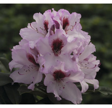 Närbild av en rhododendronblomma