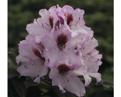 Närbild av en rhododendronblomma